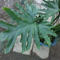 ●人気のモンステラ、鉢付き観葉植物、●特徴は葉の容、耐陰性、●他にも特徴が有る様です、検索して下さい、高さ約９０ｃｍ、★お手数をおかけしますプロフィール必読ですの画像