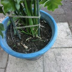 ●人気のモンステラ、鉢付き観葉植物、●特徴は葉の容、耐陰性、●他にも特徴が有る様です、検索して下さい、高さ約９０ｃｍ、★お手数をおかけしますプロフィール必読ですの画像