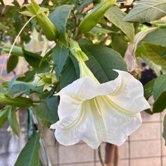 アンジェルロランペット木の画像