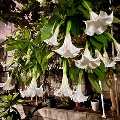 アンジェルロランペット木の画像