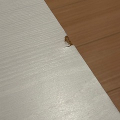 ニトリ　オープンスペース付きセンターテーブルの画像