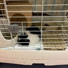 モルモット・ウサギのゲージ【中古】SANKOの画像