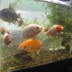 金魚と水槽の画像