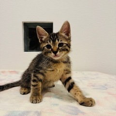 キジトラ　2ヶ月半　メス