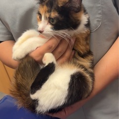 ちょい長毛♡三毛猫ちゃん♡甘えん坊！2〜3ヶ月