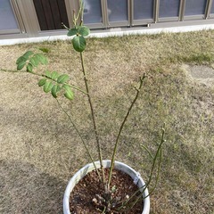 バラ苗(ザ・ジェネラス・ガーデナー)の画像