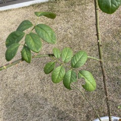 バラ苗(ザ・ジェネラス・ガーデナー)の画像