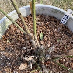 バラ苗(ザ・ジェネラス・ガーデナー)の画像