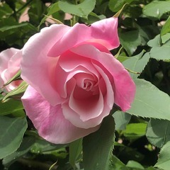 バラ苗(スパニッシュ・ビューティー)の画像