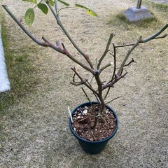 バラ苗(スパニッシュ・ビューティー)の画像