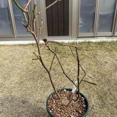 バラ苗(スパニッシュ・ビューティー)の画像