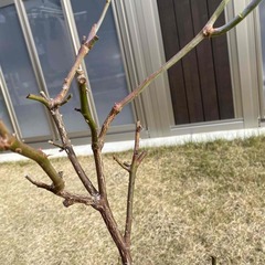 バラ苗(スパニッシュ・ビューティー)の画像