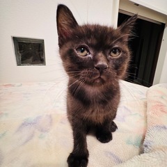 黒キジのオス　2ヶ月半