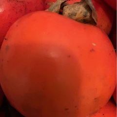 訳あり　干し柿用の柿　渋柿　少しだけ熟してる柿　10 個の画像