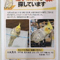 オカメインコ（パイド）を探してます