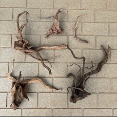 ADA　流木の画像