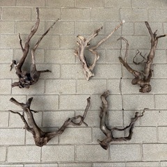 ADA　流木の画像