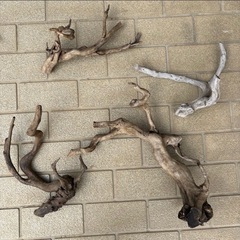 ADA　流木の画像