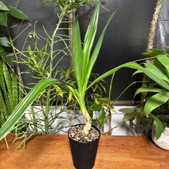 ユッカ　挿し木　発根未確認　観葉植物　塊根植物　多肉植物　ビザールプランツ　レアプランツ　ガーデニング　植物　グリーン　趣味　盆栽　葉　花　庭　草　インテリア　おしゃれ　飾り　園芸　の画像