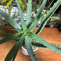 アロエ　キダチアロエ　挿し木　未発根株　観葉植物　塊根植物　多肉植物　ビザールプランツ　レアプランツ　ガーデニング　植物　グリーン　趣味　盆栽　葉　花　庭　草　インテリア　おしゃれ　飾り　園芸　の画像