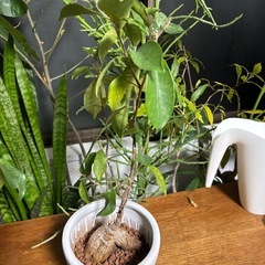 ガジュマル　キジムナー　フィカス　ミクロカルパ　ゴムの木　ゴムノキ　観葉植物　塊根植物　多肉植物　ビザールプランツ　レアプランツ　ガーデニング　植物　グリーン　趣味　盆栽　葉　花　庭　草　インテリア　おしゃれ　飾り　園芸　　の画像