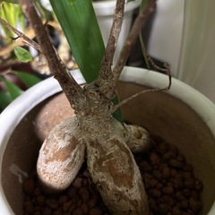 ガジュマル　キジムナー　フィカス　ミクロカルパ　ゴムの木　ゴムノキ　観葉植物　塊根植物　多肉植物　ビザールプランツ　レアプランツ　ガーデニング　植物　グリーン　趣味　盆栽　葉　花　庭　草　インテリア　おしゃれ　飾り　園芸　　の画像