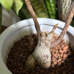 ガジュマル　キジムナー　フィカス　ミクロカルパ　ゴムの木　ゴムノキ　観葉植物　塊根植物　多肉植物　ビザールプランツ　レアプランツ　ガーデニング　植物　グリーン　趣味　盆栽　葉　花　庭　草　インテリア　おしゃれ　飾り　園芸　　の画像