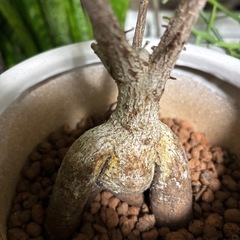 ガジュマル　キジムナー　フィカス　ミクロカルパ　ゴムの木　ゴムノキ　観葉植物　塊根植物　多肉植物　ビザールプランツ　レアプランツ　ガーデニング　植物　グリーン　趣味　盆栽　葉　花　庭　草　インテリア　おしゃれ　飾り　園芸　　の画像