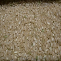 令和7年産新米コシヒカリ玄米30kgの画像