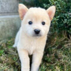 優しいお顔がキュートなソフちゃん