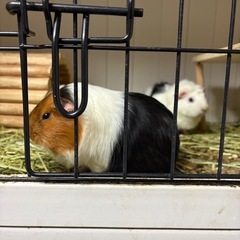もちもちのモルモット♡仲良しメス2匹一緒に飼ってくれるかた
