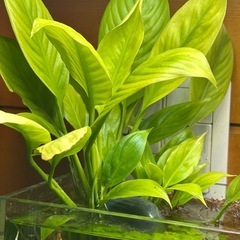 🌿水草🌿の画像