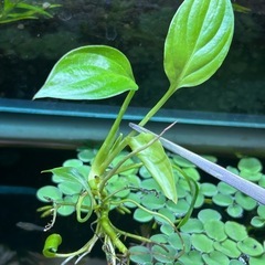 🌿水草🌿の画像