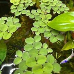 🌿水草🌿の画像