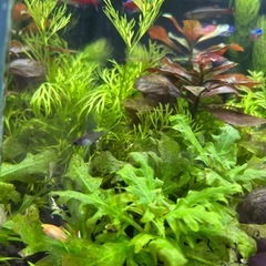 🌿水草🌿の画像