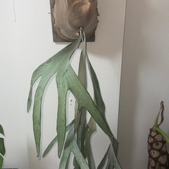 親株　ビカクシダ　omoの画像