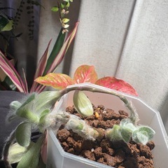 トラディスカンチア シラモンタナ 白雪姫 観葉植物の画像