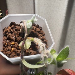 トラディスカンチア シラモンタナ 白雪姫 観葉植物の画像