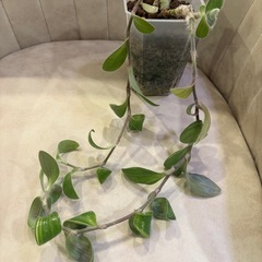 トラディスカンチア シラモンタナ 白雪姫 観葉植物の画像