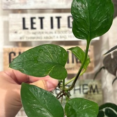 ポトス　テルノリンダ　観葉植物の画像