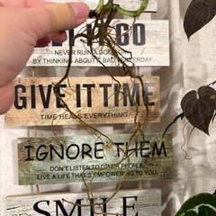 ポトス　テルノリンダ　観葉植物の画像