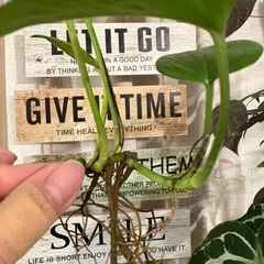 ポトス　テルノリンダ　観葉植物の画像