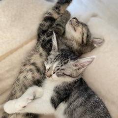 【停止中】『月歌（るか）』『龍央（りお）』一緒のお家希望！！