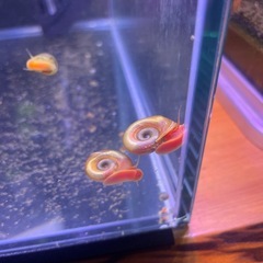 ピンクラムズボーンの画像