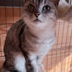 推定2歳の女の子😸人馴れしています😻