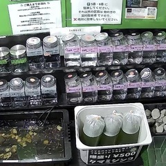 めだか販売の画像