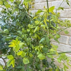 斑入り　オウバイモドキの画像