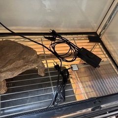 グラステラリウム(60×46 高さ47)の画像