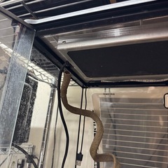 グラステラリウム(30×30 高さ46)の画像