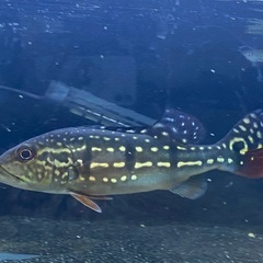 キクラ　テメンシスの画像